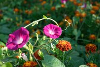 【ガーデニング夏じたく】アサガオと一緒に楽しみたい＜寄せ植えで好相性の植物＞3選