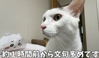 ご飯までの待ち方に性格がでる猫ちゃんたち　個性豊かな「ご飯前のひととき」が可愛過ぎる！