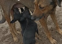 “なた”で顔を切り付けられ大ケガを負いながらも「2匹の子犬を守り続けた母犬」 治療を受け回復した現在の姿に反響 