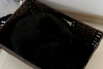 「籠の中に潜む黒猫」に思わず目を疑う　「何がいるっていうんだい」「漆黒の闇しか…」