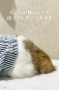 【頭隠してしっぽ隠さず】猫ちゃんのかくれんぼが愛しすぎた