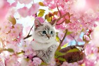 【老齢年金】国民年金と厚生年金の平均月額はいくら？厚生年金は10万円台がボリュームゾーン？！