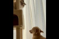 猫を見て育った子犬　まさかの行動がほほえましい「上手すぎる」