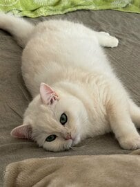 「ももといちごのケーキ」になった猫？可愛すぎるまさかのコラボに悶絶する人が続出