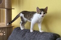 子猫の「1か月間の変化」に思わず目を疑う　まさかのビフォアフに大反響