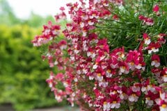 【ガーデニング】冬に植えて春まで楽しむ「多年草＆一年草」オススメ10選