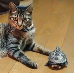 亀と猫に起こった「ハプニング」　亀が誰よりも乙女になってしまった理由とは