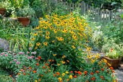 【ガーデニング】そろそろ花壇も衣替え「いま植えどきの多年草・一年草」10選