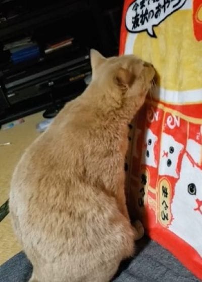 ちゅ～るを食べている&hellip;？