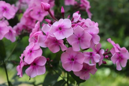 【ガーデニング】春だから「ピンクの花を育てたい」大人可愛いピンクの花7選
