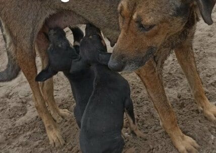 “なた”で顔を切り付けられ大ケガを負いながらも「2匹の子犬を守り続けた母犬」 治療を受け回復した現在の姿に反響 