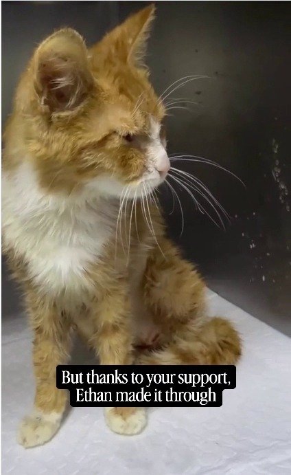 「息をするのも精一杯だった」瀕死の重傷を負った猫、一進一退の回復に反響