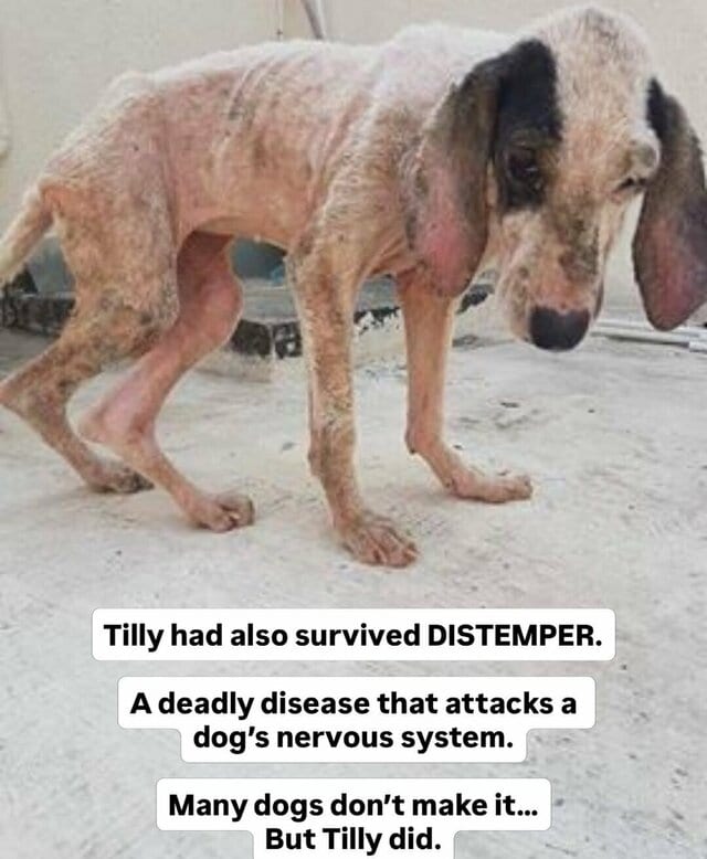 メキシコで救助された「重い病気」の犬　病を乗り越え新たな家族との幸せに「嬉しくて泣ける」