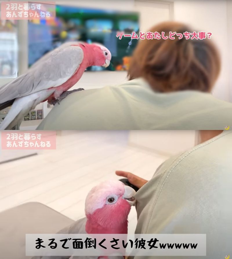 出所：@anz_omomiri