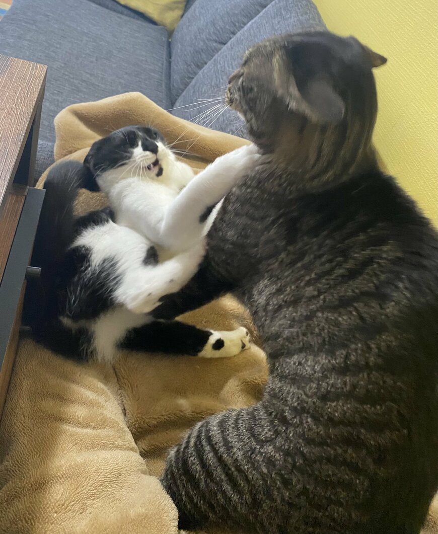 出所：@00shitemita