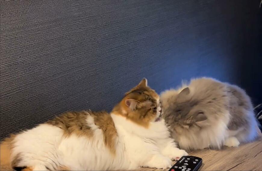 出所：＠maguro_hokke