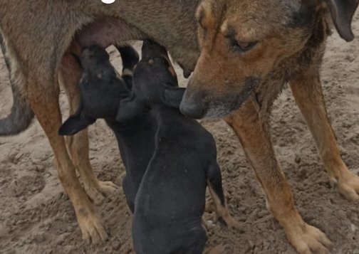 “なた”で顔を切り付けられ大ケガを負いながらも「2匹の子犬を守り続けた母犬」 治療を受け回復した現在の姿に反響 