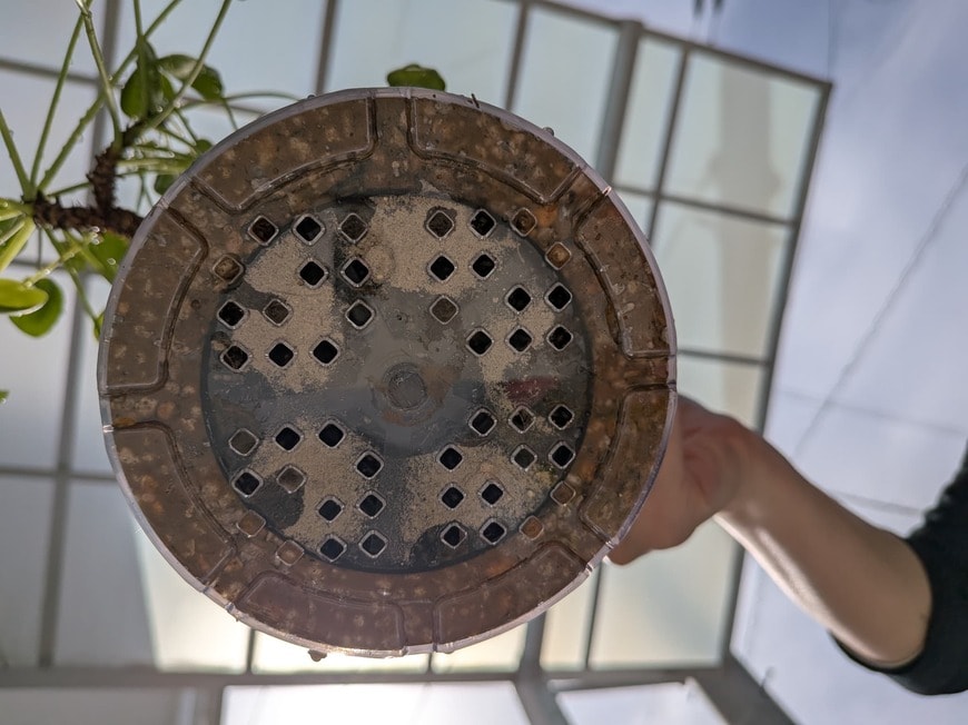 「クリア植木鉢に植え替えて、底から見た状態」