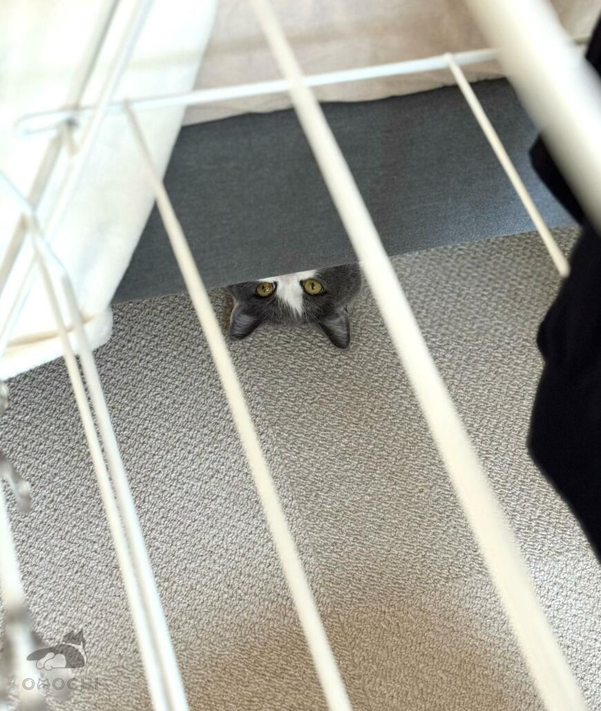 洗濯物を干していたら　送られていた視線の正体がかわいい
