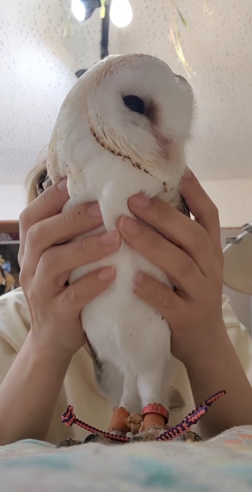 「揺らしすぎでち」飼い主さんにゆらゆらされるフクロウさん　されるがままの姿に癒される人続出