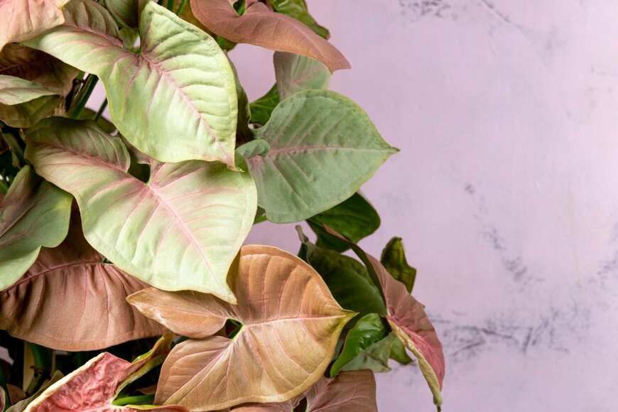 KOMAR_STUDIOS/shutterstock.com