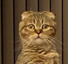 出所：@ponpokopontanu