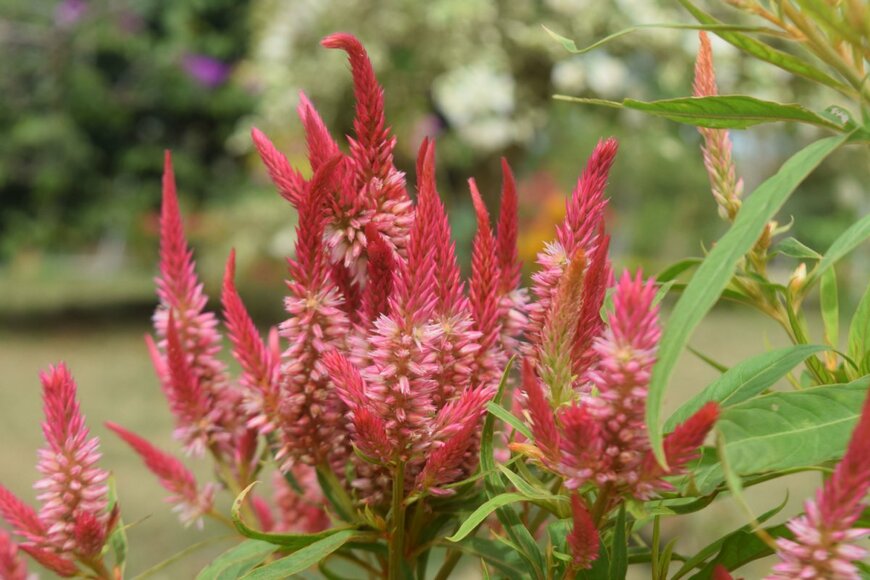 Ayobelajargo/shutterstock.com