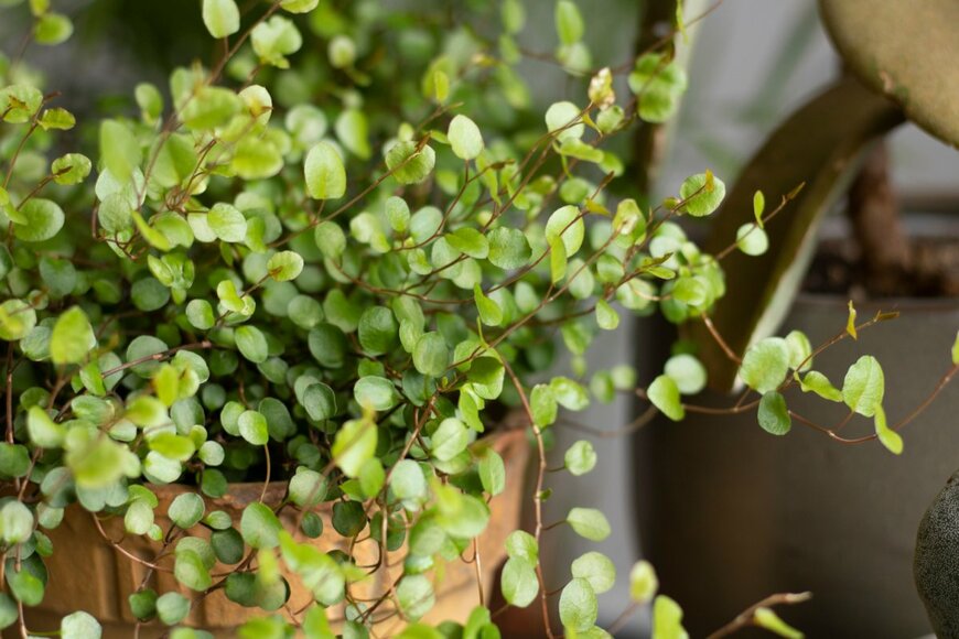 ワイヤープランツ　slyz_garden/shutterstock.com