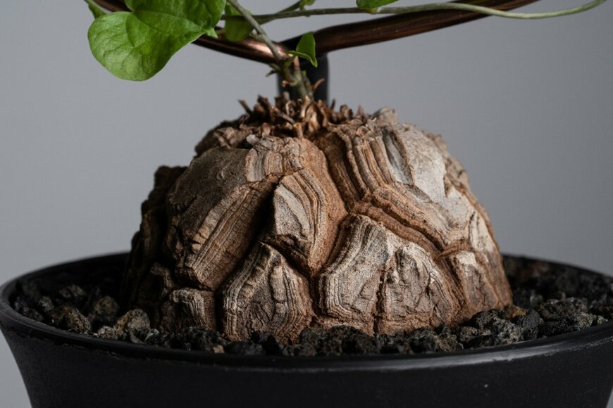 mokjc/shutterstock.com