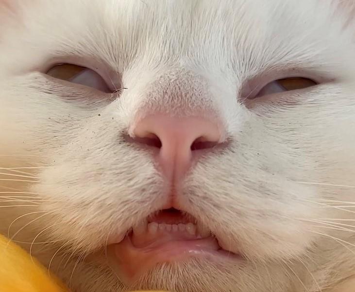 出所：@meltube_cat 