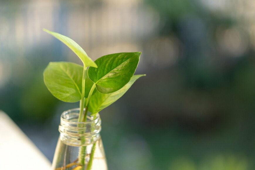 【ガーデニング】観葉植物の水挿しで〈夏の涼やかインテリア〉オススメ5選