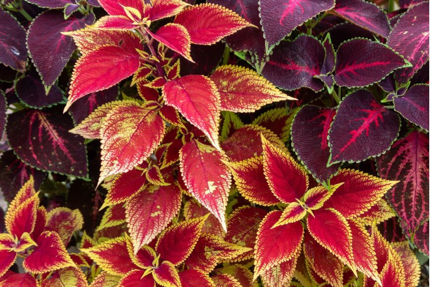 Yohan Akbar Yudis Tira/shutterstock.com