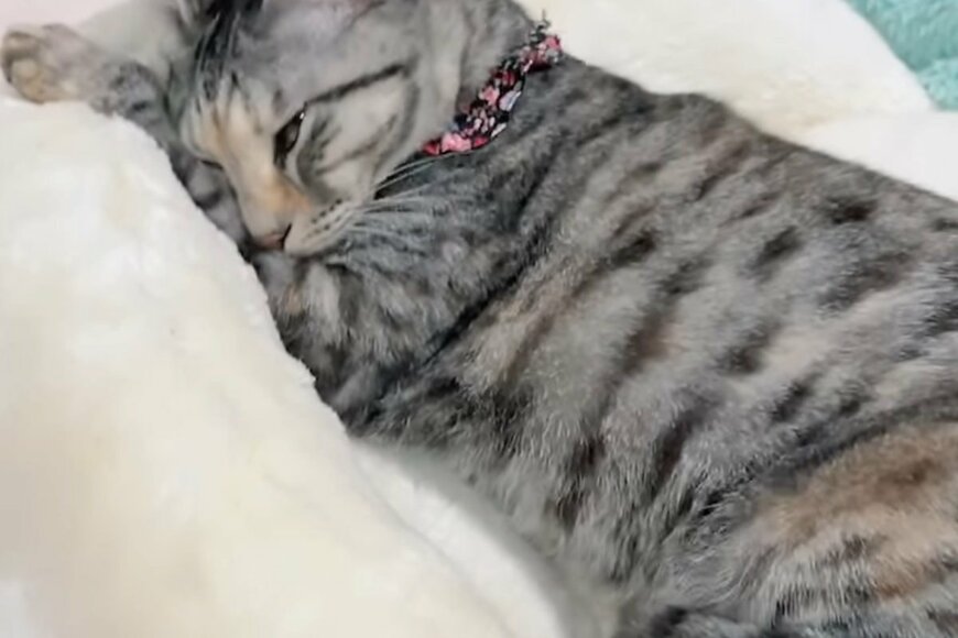 出所：@hikaitimilky