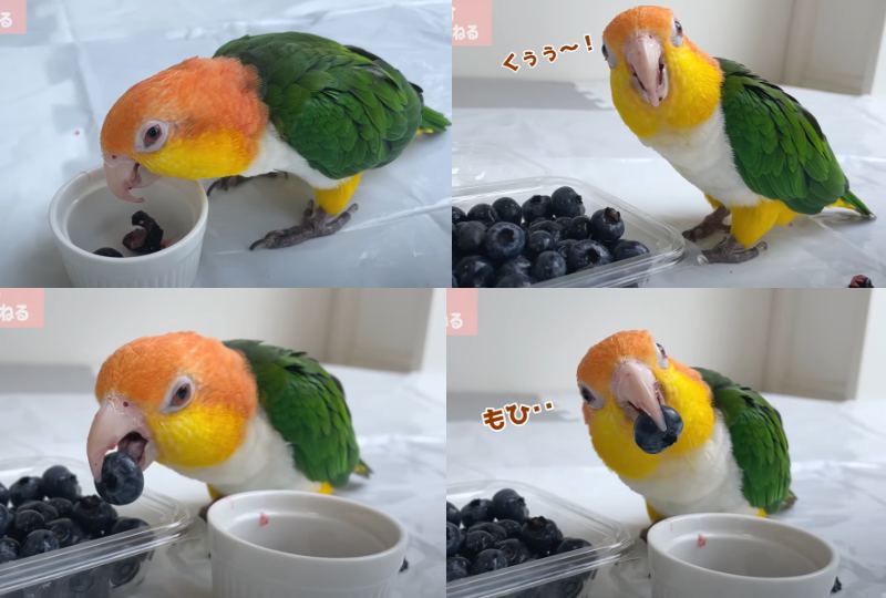 出所：@anz_omomiri