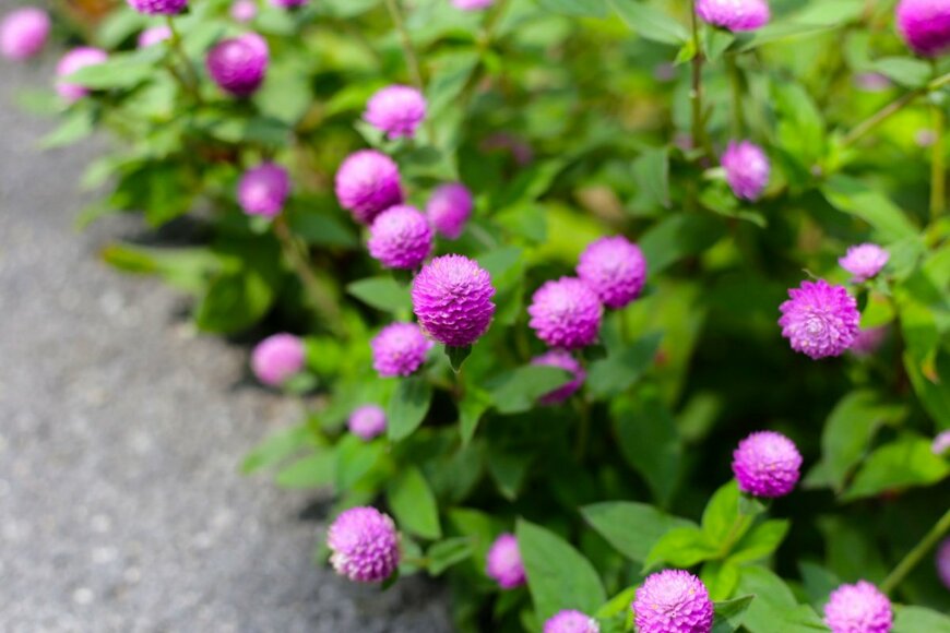 Bowonpat Sakaew/shutterstock.com