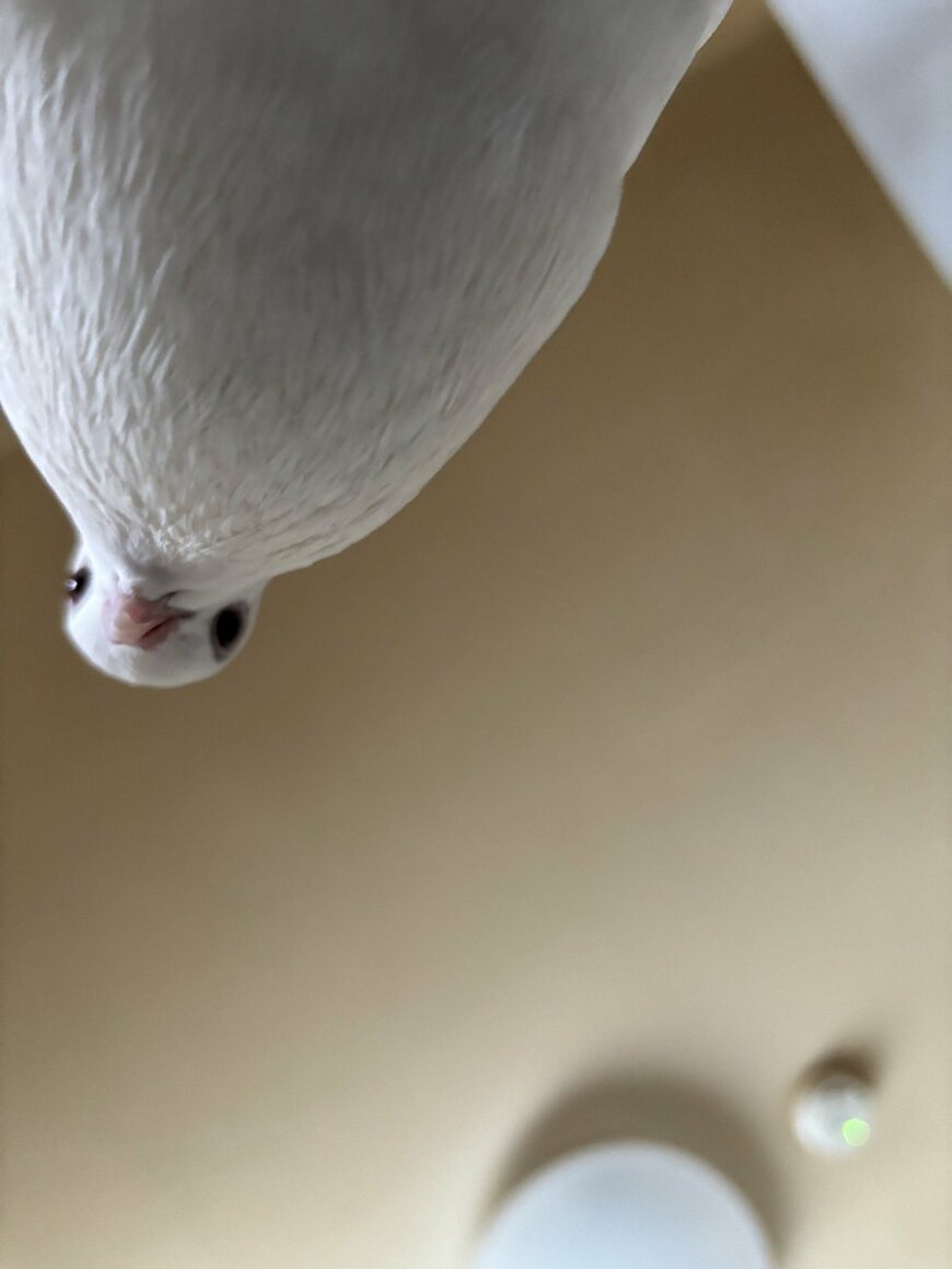 出所：@shikionigiri