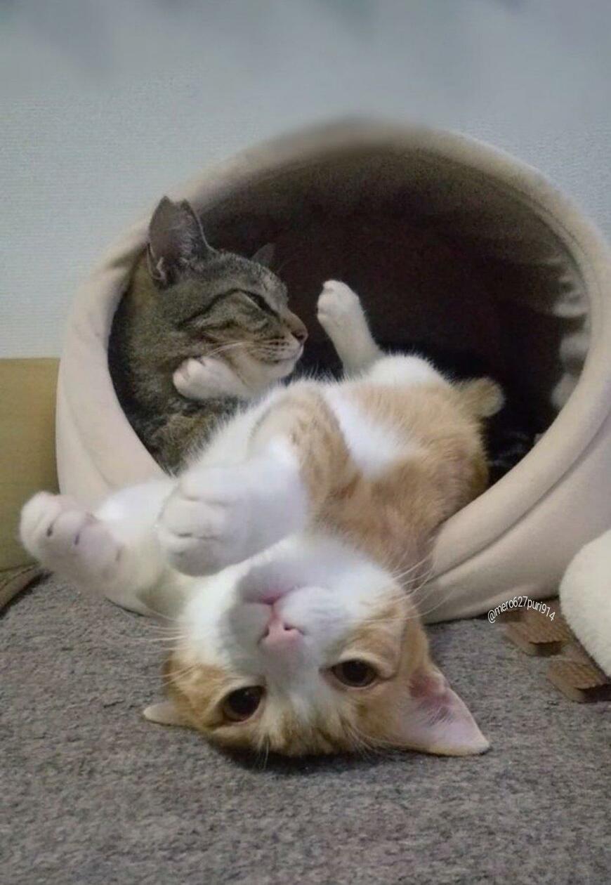 出所：@mero627puri914