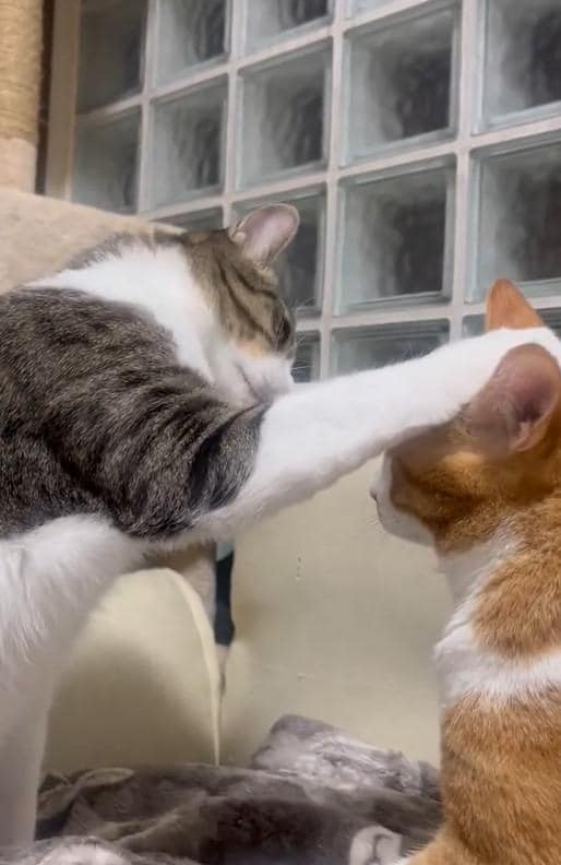 出所：@Neko2Obasan