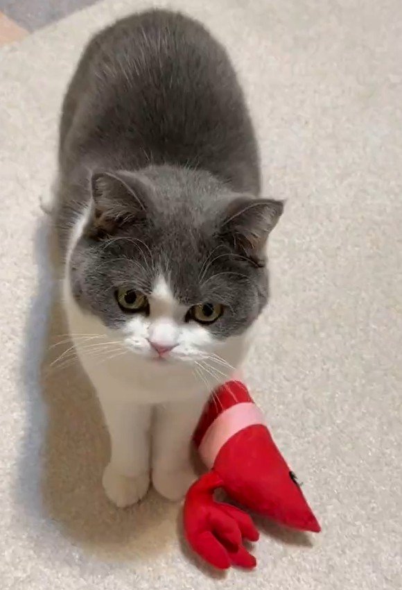 出所：@omochiomoching