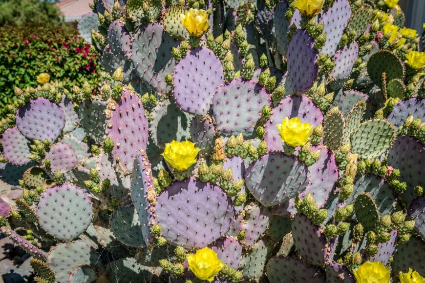 Paige Shaw/shutterstock.com