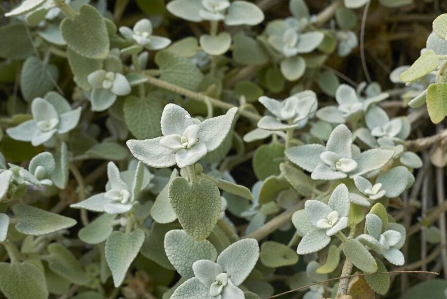 小ぶりな葉を広げている、バロータ