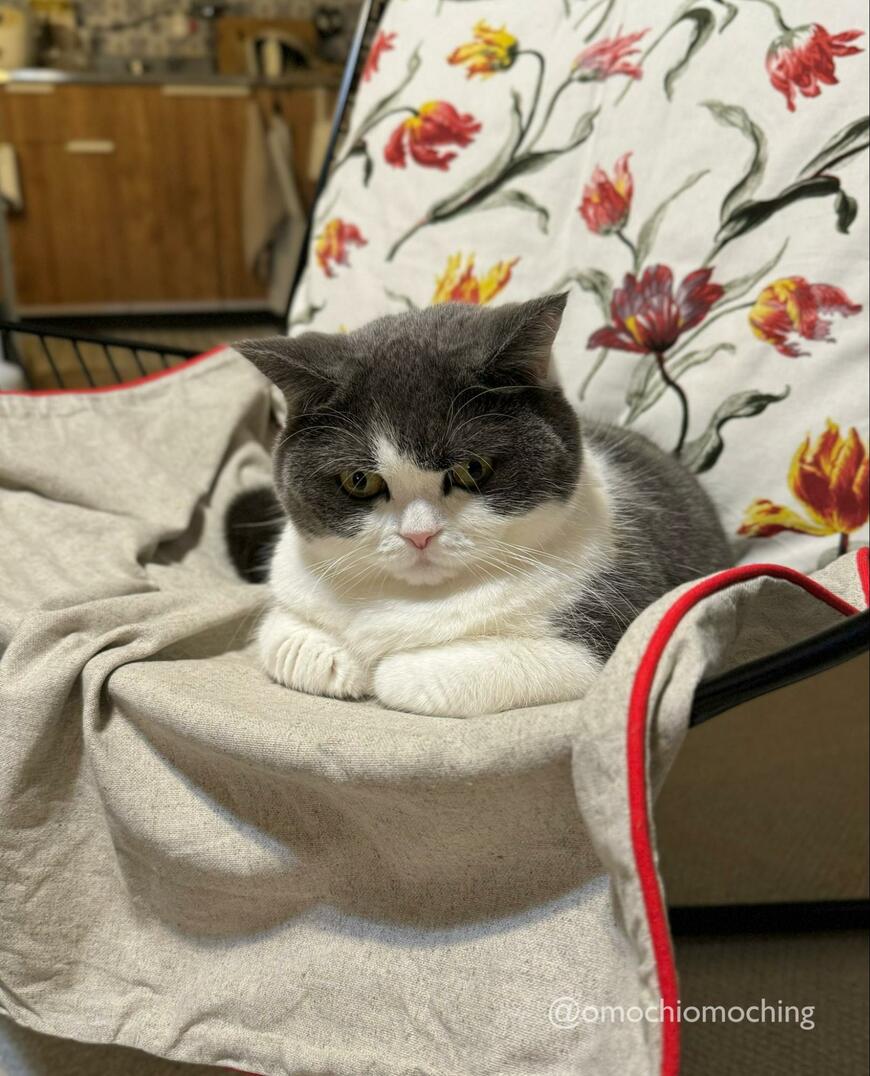 おててないないをする猫