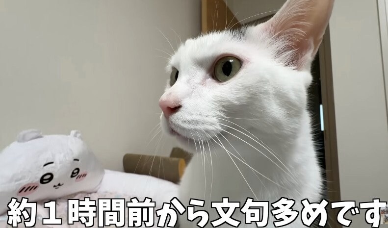 ごはんを待つ猫