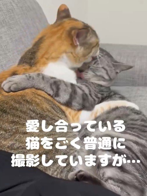 猫撮影中