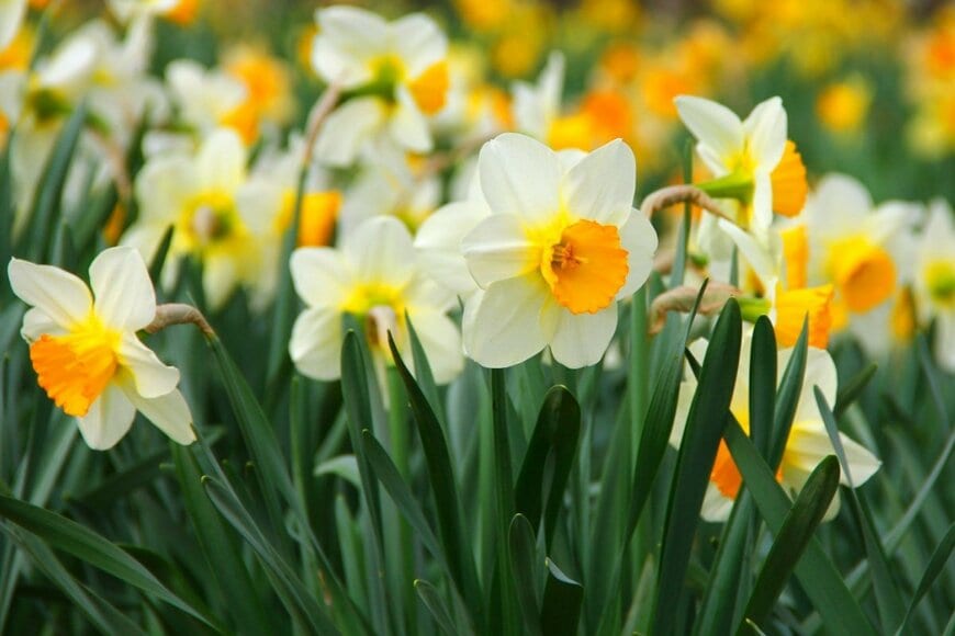 外側の花びらは白色、中央はオレンジ色のスイセンの花