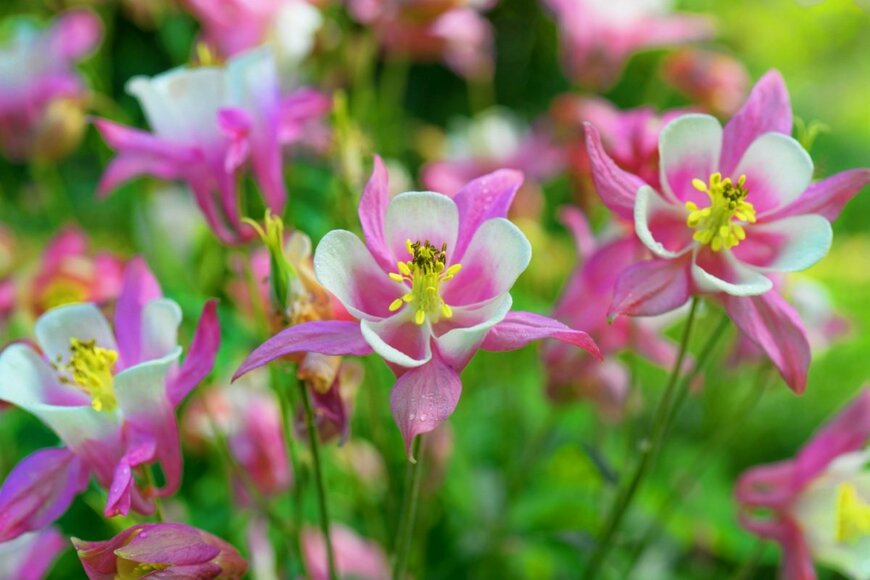 外側がピンク、内側が白色のオダマキの花