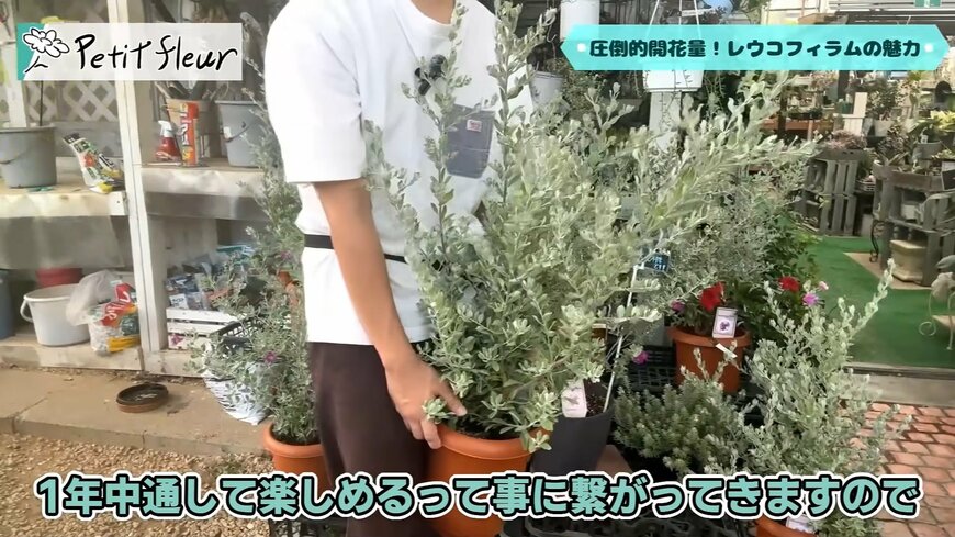 出所：プチフルール 園芸Ch公式YouTube