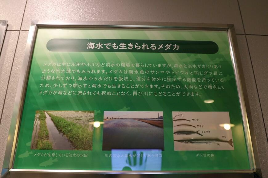 海水に馴らしたメダカの解説