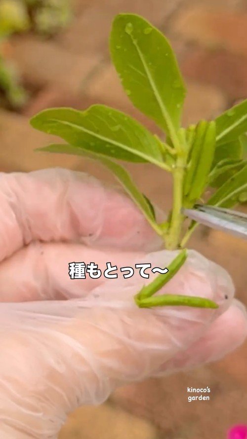 ニチニチソウの種を取る作業