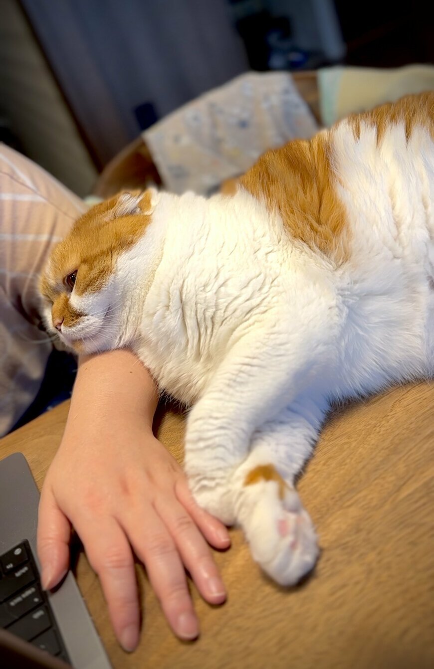 おねだりする猫